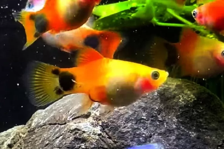 Ikan Platy